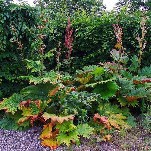 Da Huang (Rhubarb root and rhizome) plant