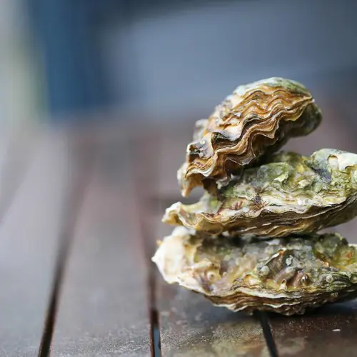 Mu Li Ke (Oyster shell) plant